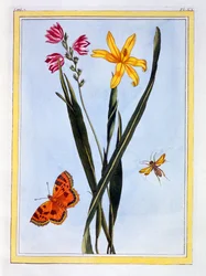 Ixia sul-americana, c.1766 (gravura colorida à mão)